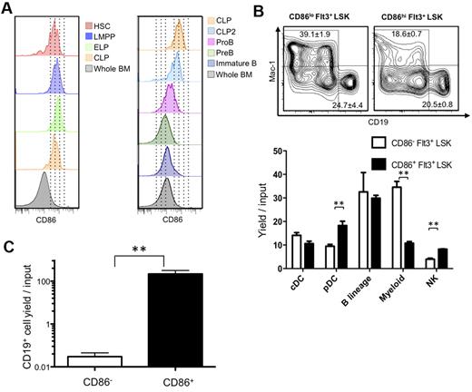 Figure 4. HSCs lose CD86 as they give rise to progenitors lacking lymphopoietic potential. (A) Multiparameter flow cytometry was used to resolve HSC-rich LSK (CD150+ CD48−), as well as LMPP (Flt3Hi, CD150− Rag1GFP− LSK), ELP (Flt3Hi, CD150− Rag1GFP+), CLP (Lin−, Flt3+, IL-7Rα+, ckit+), CLP2 (Ly6C−, NK1.1−, IgM−, B220+, Flt3+, IL-7Rα+), ProB (Ly6C−, NK1.1−, IgM−, B220+, CD43+, CD19+), PreB (Ly6C−, NK1.1−, IgM−, B220+, CD43−, CD19+), and immature B (Ly6C−, NK1.1−, IgM+, B220+, CD19+) cells. (B) Down-regulation of CD86 corresponds to decreased myeloid potential and then absence of competence for lymphopoiesis. The lymphoid primed Lin− Flt3Hi Sca-1+ c-KitHi subset (LMPP) was subdivided according to CD86 and placed in defined, serum-free, stromal cell-free cultures for 14-16 days. Flow cytometric analysis was then performed (top panels), and the results were calculated as yields per input progenitor (histograms). (C) A slightly less primitive Lin− c-Kit+ fraction lacking Sca-1+ and c-KitHi progenitors was sorted according to CD86 and cultured for 10 days. Statistically significant differences are indicated by asterisks (**P ≤ .01). Similar results were obtained in 3 independent experiments.