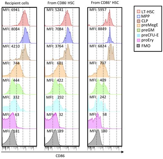 Figure 5. CD86 is progressively down-regulated with progression in nonlymphoid lineages and may be re-acquired by hematopoietic cells arising from transplanted CD86− CD150Hi HSCs. HSC subsets distinguishable by CD45 alleles were sorted 3 times to > 99% purity as shown in Figure 3, and 200 cells were transplanted together into lethally irradiated recipients. Six months later, donor and recipient cells of the 2 types were recovered from BM and resolved according to the differentiation scheme of Pronk et al.27 Each histogram is color coded according to subset, and MFIs of CD86 staining are given. Recipient cells closely resemble those in normal mice that did not receive a transplant, and similar results were obtained with HSC subsets transplanted into separate recipients. Background staining (fluorescence minus one; FMO) is also shown in each column.