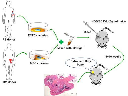Figure 1. Schema of extramedullary bone and marrow generation. MSCs and ECFCs were isolated from heparinized human BM or peripheral blood through an initial adhesion step and subsequently allowed to proliferate in specific media. Cells mixed with Matrigel were subcutaneously injected into the flanks of NOD/SCID/IL-2rγnull mice, and these cells developed into bonelike tissues with high osteoblastic activity in 8 weeks.