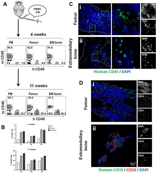 Figure 3. HSC engraft onto extramedullary bones. (A) Human cord blood mononuclear cells (hMNC-CB) were injected into mice with established extramedullary bones. Mice were killed 4 weeks and 11 weeks after transplantation. Mononuclear cells were harvested from peripheral blood, femurs, and extramedullary bones, and then they were analyzed for human CD45 by flow cytometry. (B) Histograms showed the human CD45 percentage of individual mouse. (C) Histologic sections of femur (i) and extramedullary bones (ii) 4 weeks after transplantation were stained with anti–human CD45 antibody (green). (D) Femur (i) and extramedullary bone (ii) slides of 11-week transplantation mice were stained with anti–human CD19 and CD33. The figures show 1 representative result of 5 experiments.
