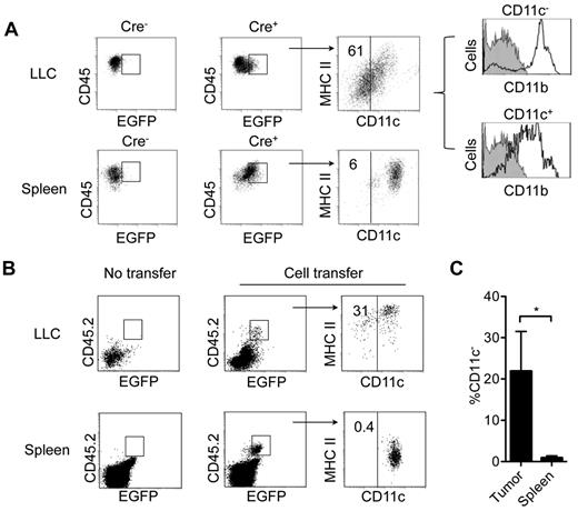Figure 5. Detection of cDCs-derived macrophages in CD11c-Cre Rosa26-EGFP mice. (A) Expression of CD11c, MHC class II, and CD11b by Lin−CD45+ EGFP+ cells in LLC tumors and spleens from CD11c-Cre+ Rosa26-EGFP mice and their CD11c-Cre− littermate controls bearing LLC tumors (0.3-0.5 cm diameter). Vertical black line in far right dot-plots indicates staining with isotype control for CD11c. (B) Expression of CD11c and MHC class II on pre-cDC–derived CD45.2 EGFP+ cells. BM pre-cDCs (5-10 × 105) from CD45.2 CD11c-Cre+ Rosa26-EGFP mice were injected intravenously into nonirradiated CD45.1 congenic B6 mice bearing subcutaneous LLC tumors transduced with a retrovirus encoding CCL3. At 3 days, spleens and tumors were recovered for analysis. (C) Percentage of Lin−CD45+ EGFP+ cells that do not express CD11c (mean ± SD; *P = .03). Data are representative of 3 independent experiments with 3 mice per experiment.