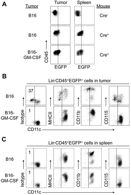 Figure 6. Overexpression of GM-CSF in tumors prevents generation of DC-derived macrophages. B16 tumor cells stably transduced with a retroviral vector encoding murine GM-CSF or wild-type B16 tumor cells were injected into CD11c-Cre+Rosa26-EGFP mice or CD11c-Cre− littermate controls. (A) Expression of EGFP on CD45+ cells in tumor and spleen. Vertical black lines indicate background EGFP expression by Lin−CD45+ from control mice. (B-C) Expression of indicated markers by Lin−CD45+ EGFP+ cells in tumors (B) and spleen (C). Vertical black lines indicate staining with isotype control for CD11c. Data are representative of 2 independent experiments with 8 mice per group.