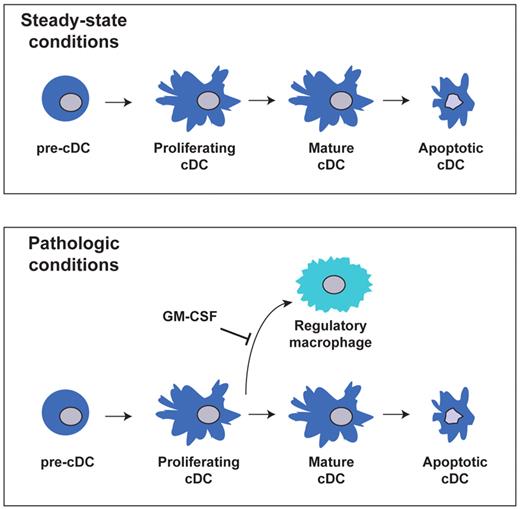 Figure 7. Model of cDCs development from pre-cDCs under steady-state and pathologic conditions.