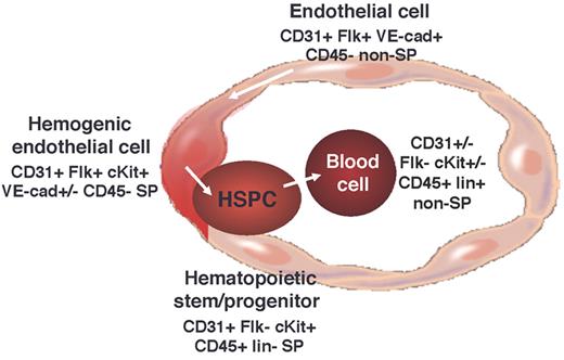 Figure 1. Development of yolk sac hemogenic endothelial cells.