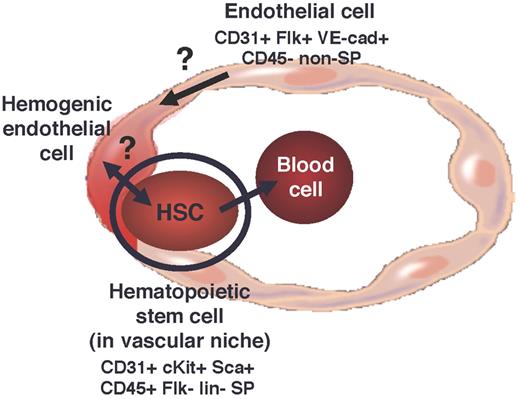 Figure 2. Postnatal hemogenic endothelial cells?