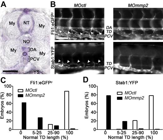 Figure 2. Mmp2 knockdown impairs TD formation in zebrafish. (A) Mmp2 mRNA expression (purple staining) analyzed by whole-mount in situ hybrization in 3 days postfertilization (dpf) zebrafish embryos. Mmp2 mRNA expression is visualized between the 2 myotomes (My), around the neural tube (NT), and below the notochord (NO) where the TD is under formation (circle), in the space between the dorsal aorta (DA) and the posterior-cardinal vein (PCV). YS indicates yolk sac. (B) One-cell transgenic Fli1:eGFPy and Stab1:YFP zebrafish embryos were injected with control (MOctl) or anti-mmp2 (MOmmp2) morpholino oligonucleotides. In 5 dpf control Fli1:eGFPy (top left picture), the TD (white arrow heads) is visible between the DA and the PCV. In control Stab1:YFP zebrafish (bottom left picture), the TD (white arrow heads) is seen above the PCV. Morphant embryos have TD defects (right). (C-D) Quantification of the defective TD formation at 5 dpf. The percentages of embryos with severe (no vessel, 0), drastic (5%-25% of normal TD length), moderate (25%-90% normal TD length), and no (100% normal TD length) lymphatic defects were determined for both transgenic lines after injection of control or anti-mmp2 (MOmmp2) morpholinos. Bars represent 50 μm (A) and 100 μm (B). In panel A, tissue was used mounted in 3% methyl cellulose and images were captured at room temperature with BX60 microscope (Olympus) coupled to DP70 digital camera (Olympus), using acquisition software CellA 3.3 (Olympus Soft Imaging Solutions) and a 40× NA 0.75 VPlan FI lens (Olympus). In panel B, green fluorescent protein or yellow fluorescent protein expressing tissues were used mounted in 3% methyl cellulose and observed immediately under an Eclipse 90i fluorescent microscope (Nikon Instruments). Images were captured at room temperature, with DXM1200C Digital Camera (Nikon Instruments), with acquisition software NIS-Elements 3.00 (Nikon Laboratory Imaging) and a 20× NA 0.5 DIC M/N2 lens (Nikon). Pictures were converted to black and white using Photoshop CS4 software (Adobe Systems).