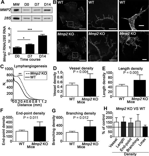 Figure 3. Mmp2 deficiency affects corneal lymphangiogenesis induced by thermal cauterization. (A) RT-PCR analysis of Mmp2 expression in the cornea in baseline (D0) and at 7 or 14 days after cornea cauterization. The graph depicts the densitometric quantification of Mmp2 mRNA normalized to the 28S signal. MW corresponds to molecular weight. (B) Lymphatic vessels were identified by LYVE-1 immunolabeling on whole-mount cornea issued from Mmp2-deficient mice (Mmp2 KO) and WT mice. Left column: low-magnification images of the entire area (bars, 1 mm); middle column: higher magnification of the left-panel inserts (bars, 200 μm); Right column: highest magnification showing the tip of lymphatic buds (bars, 20 μm). (C-H) Computer-assisted quantification of lymphangiogenesis according to Blacher et al.23 (C) Global analysis of lymphatic vessel distribution around the initial limbal vessel. (D-G) Additional parameters characterizing the vasculature were normalized to the total area of the cornea (density): area covered by neoformed vessels (vessel area density, D); total length of the vessels (vessel length density, E); number of vessels (end point density, F); number of bifurcations (branching density, G). (H) Results expressed as percentages of the control value reveal that Mmp2 deficiency affected all parameters characterizing vasculature complexity, but not the maximal capillary length (Lmax). In panel B, left and middle columns, tissues stained with Alexa Fluor 488 (Molecular Probes) were used mounted in Vectashield mounting medium (Vector Laboratories), and images were captured at room temperature with AH3-RFCA fluorescent microscope (Olympus) coupled to DP72 digital camera (Olympus), using CellA 3.3 acquisition software (Olympus Soft Imaging Solutions) and a 4× NA 0.16 SPlan Apo lens (Olympus). Whole-mount pictures were assembled from 6 to 9 pictures with Photoshop CS4 software (Adobe Systems). In panel B, right column, tissues stained with Alexa Fluor 488 (Molecular Probes) were used mounted in Vectashield mounting medium (Vector Laboratories) and excited using a multi-Argon laser. Panels are Z-stack average projections of Z-series pictures that were acquired at room temperature, on a TCS SP2 confocal microscope (Leica Microsystems) with a 2 μm step size using Leica Confocal 2.5 acquisition software (Leica) and a 20× NA 0.4 N Plan L lens (Leica).