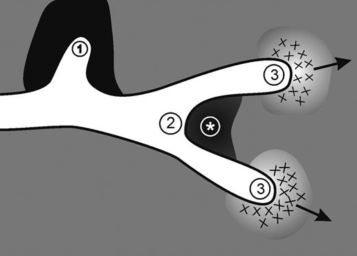 Figure 5. Proposed morphogenic mechanism mediated by MMP2. Our working hypothesis is that LEC behavior is driven by physical constraints imposed by the matrix barrier. Lymphatic vessel elongation and/or branching are dictated by the composition of ECM components, the quantity and cross-linking of the components and where they are situated around the developing vessels. The structural and molecular determinants promote: (1) a stationary phenotype in dense matrix; (2) a bifurcation in case of local matrix deposition as delineated by * (see also Figure 4I-J); and (3) a mesenchymal-like migratory phenotype in case of controlled matrix degradation.