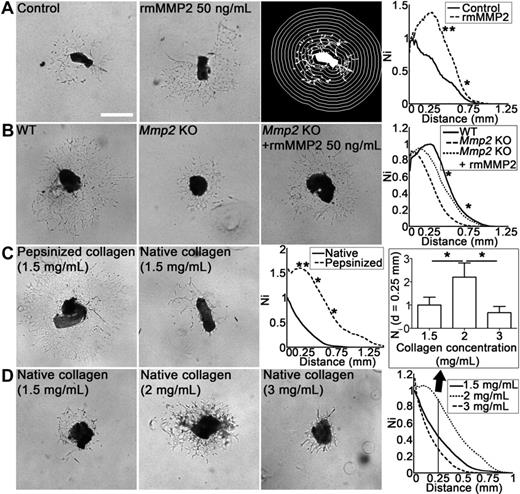 Figure 6. MMP2 and type-1 collagen matrix influence in vitro lymphangiogenesis in the lymphatic ring assay. (A) Mouse lymphatic duct explants embedded in type I collagen gel were cultured for 9 days in the absence (control) or presence of recombinant MMP2 (rmMMP2 50 ng/mL). For quantification, grid corresponding to successive increments at fixed intervals of TD boundary was used on binarized images (right panel). The number of microvessel–grid intersections (Ni) was quantified on binarized images as described in “Lymphatic ring assay.” (B) Lymphatic rings issued from Mmp2-deficient mice were cultured without (Mmp2 KO) or with rmMMP2 (Mmp2 KO + rmMMP2). Rings issued from WT mice were used as control (WT). (C) Lymphatic duct explants were embedded in pepsinized or native collagen gel (final concentration, 1.5 mg/mL). (D) Native collagen gels contained 1.5, 2, or 3 mg/mL, revealing optimal migration at 2 mg/mL and less migration at higher and lower concentrations. Graphs represent computerized quantifications of LECs distribution around the ring at day 9. The histogram corresponds to LECs density at a distance (d) = 0.25 mm from the ring border. Ni = Number of intersections between microvessels and quantification grid. Values were normalized by taking the maximum of the control curve as 1. For all assays, the images presented are a representative 1 of all rings used for quantification (n ≥ 5; *P < .05; **P < .001). Bars represent 500 μm. Unstained live tissues were used in their culture medium, and images were captured with a phase-contrast microscope (Axiovert 25; Carl Zeiss Microscopy) coupled to an Axiocam color digital camera (Carl Zeiss), at room temperature using acquisition software KS400 3.0 (Carl Zeiss Vision) and a 5× NA 0.12 A-Plan lens (Carl Zeiss).