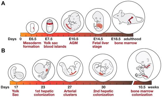 Figure 1. Shifts in site of hematopoiesis during mouse and human development. (A) Hematopoietic development in the mouse. Formation of mesoderm during gastrulation (around E6.5), development of yolk sac blood islands (∼ E7.5), emergence of HSCs in the aorta-gonad-mesonephros region (E10.5; other sites such as large arteries and placenta not shown), active fetal liver hematopoiesis (E14.5), and hematopoiesis in the bone marrow of the late gestation fetus (E18.5) and adult animal. Active circulation begins at approximately E9.0.43 (B) Hematopoietic development in the human embryo. An embryo at yolk sac stage of hematopoiesis (day 17), at the time of the first hepatic colonization by HSCs (day 23), arterial cluster formation (day 27), second hepatic colonization (day 30), and bone marrow colonization (10.5 weeks). Active circulation begins at approximately day 21.3