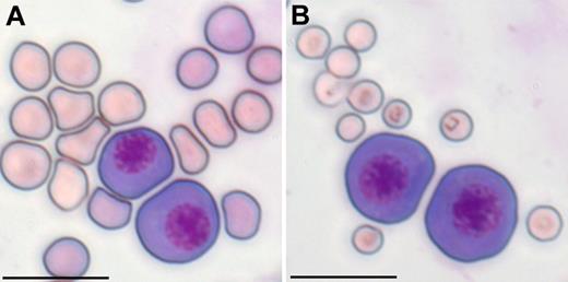 Figure 2. Primitive red blood cells are megaloblastic. EryP (E10.5) were mixed with (A) fetal (E17.5) or (B) maternal peripheral blood erythrocytes, cytospun, and stained with Giemsa as described by Fraser et al.13 Scale bar represents 20 μm.