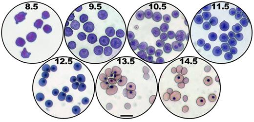 Figure 3. Cytologic changes during primitive erythroid maturation. Giemsa-stained cytospin preparations of FACS-sorted E8.5 EryP from dispersed ε-globin-H2B-GFP embryos12,42 or peripheral blood from wild-type embryos at E9.5 to E14.5.13 Panels E9.5 to 14.5 were taken from Fraser et al.13 Scale bar represents 20 μm.