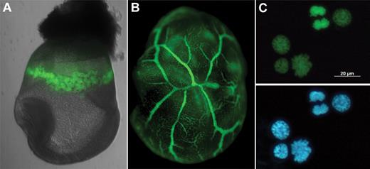 Figure 5. Nuclear GFP reporter for EryP. (A) Histone H2B-GFP expression within the yolk sac “blood islands” of an E8.5 ε-globin-H2B-GFP transgenic embryo. (B) GFP(+) cells within the yolk sac vasculature of an E9.5 ε-globin-H2B-GFP transgenic embryo. (C) Nuclear expression of H2B-GFP fusion protein permits identification of mitotic figures and actively dividing cells. Blue represents 4,6-diamidino-2-phenylindole. Embryos were imaged as in Isern et al.12,39