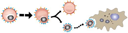 Figure 6. Model for protein redistribution on surface of maturing erythroid cells. As EryP prepare to enucleate, redistribution of surface antigens (Ter119, orange; α4 and β1 integrins, blue) occurs such that the reticulocyte (enucleated erythroid cell) is decorated with Ter119 but displays little, if any, α4 and β1 integrin. Conversely, the extruded nucleus is preferentially coated with α4 and β1 integrins, perhaps facilitating engulfment by macrophages.42 Protein redistribution has been described for maturing adult erythroblasts as well.51