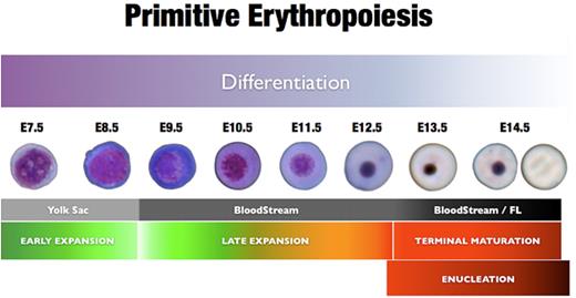 Figure 7. Stages of primitive erythropoiesis. Summary of different phases of EryP development, from progenitor to bloodstream (where the cells continue to undergo limited proliferation) to terminal maturation and enucleation. The images of EryP at different stages were cropped from photographs of actual Giemsa-stained cells.