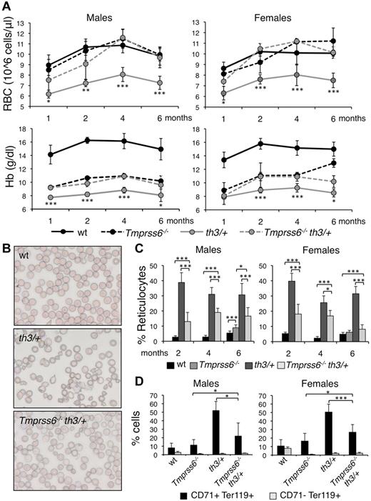 Figure 1. Effect of Tmprss6 inactivation on hematologic parameters and erythroid maturation of thalassemic mice. (A) Time course (1, 2, 4, and 6 months of age) analysis of RBC count and Hb levels of male and female WT, Tmprss6−/−, Hbbth3/+ (th3/+), and Tmprss6−/−Hbbth3/+ (Tmprss6−/−th3/+) mice. Asterisks refer to a statistically significant difference between Hbbth3/+ and Tmprss6−/− Hbbth3/+ mice. (B) Blood smears stained with May-Grunwald-Giemsa showing the morphology of RBC of representative WT, Hbbth3/+ (th3/+), and Tmprss6−/−Hbbth3/+ (Tmprss6−/− th3/+) mice (Original magnification 40×). (C) Percentages of reticulocytes in peripheral blood of 2-, 4-, and 6-month-old male and female WT, Tmprss6−/− (only 6 months old), Hbbth3/+ (th3/+), and Tmprss6−/−Hbbth3/+ (Tmprss6−/−th3/+) mice. (D) FACS analysis performed on splenic erythroid cells of 6-month-old male and female WT, Tmprss6−/−, Hbbth3/+ (th3/+), and Tmprss6−/−Hbbth3/+ (Tmprss6−/−th3/+) mice using CD71 (transferrin receptor 1) and Ter119 (erythroid specific) costaining. The graphs indicate the percentages of early erythroid precursors (CD71+Ter119+), which correspond to basophilic erythroblasts and late basophilic and chromatophilic erythroblasts, and those of mature erythroid cells (CD71− Ter119+), which correspond to orthocromatophilic erythroblasts. Anucleated cells were excluded from analysis. Mean values of 4 to 8 animals for sex and genotype are graphed and error bars indicate SD. Asterisks refer to a statistically significant difference (*P < .05; **P < .01; ***P < .005). For complete statistical analysis see supplemental Table 2.