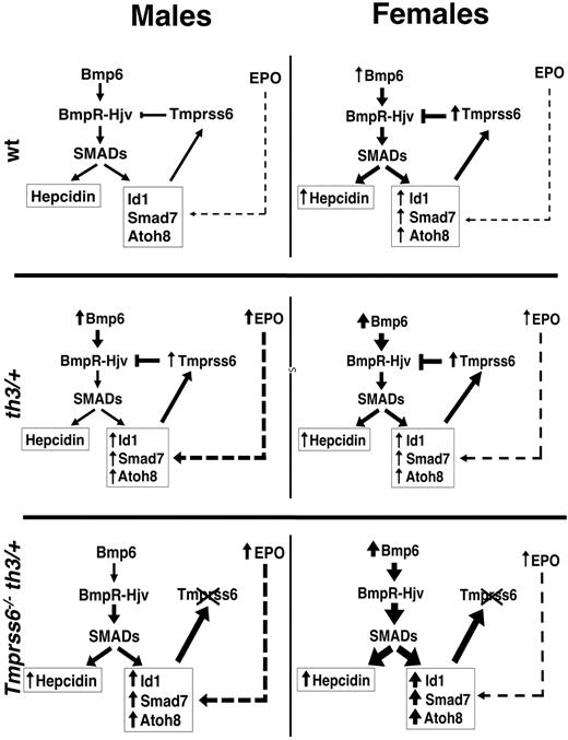 Figure 5. Schematic model of the proposed mechanism of hepcidin regulation. Representation of the proposed pathways of Id1 control: the first Bmp6-dependent and the second EPO-dependent (see Discussion for details). The thickness of the arrows is proportional to the intensity of the signal. WT mice: low activation of the Bmp-Smad pathway causes basal transcription of Hamp (higher in females, because of their more abundant iron stores) and of the other targets (Id1, Smad7, and Atoh8). The latters are modulated also by the erythroid regulator through a still unknown pathway. Id1 induces transcription of Tmprss6, which by cleaving Hjv, inhibits Hamp transcription, activating a negative feedback loop.47 Hbbth3/+ (th3/+) mice: in males there is a significant iron overload which increases Bmp6 production and a concurrent strong ineffective erythropoiesis which up-regulates Id1 and consequently Tmprss6 transcription. The balance between the positive (Bmp6) and the negative (Tmprss6) regulators of the Bmp-Smad pathway, leaves Hamp mRNA levels unchanged compared with WT mice. In the less anemic females the erythropoietic effect is lower and probably irrelevant on the Id1 transcription, overcome by the strong up-regulation of Bmp6 and resulting in Hamp levels similar to WT mice. Tmprss6−/−Hbbth3/+mice: the loss of Tmprss6 increases the activation of the Bmp-Smad pathway. The effect is more pronounced in females, because of their higher Bmp6 levels. In the absence of Tmprss6, the erythroid factor is ineffective and Hamp transcription remains up-regulated.