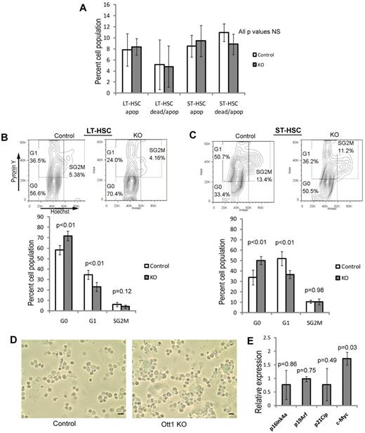 Figure 2. Loss of Ott1 does not cause increases in HSC apoptosis, proliferation, or senescence. (A) Flow cytometric measurement of apoptotic (annexin V+/7-AAD−) and dead/apoptotic (annexin V+/7-AAD+) percentage in LT-HSCs (Lin−Sca-1+c-Kit+CD34−) and ST-HSCs (Lin−Sca-1+c-Kit+ CD34+) from BM harvested from Ott1flox/null Mx1-cre (KO) or littermates possessing a WT Ott1 allele (control) 6 weeks after pIpC injection. (B) Cell-cycle analysis of LT-HSCs (Lin−Sca-1+c-Kit+CD34−). KO and control BM obtained as in panel A were stained with Hoechst 33342/pyronin Y, and flow cytometry was performed to quantify G0, G1, and S-G2-M phases. Representative flow panels above of control (left) and KO (right). (C) Cell-cycle analysis as in panel B for ST-HSCs (Lin−Sca-1+c-Kit+CD34+; n = 5, control; n = 4, KO). (D) SA–β-Gal expression in sorted control and Ott1 KO LSK cells. Cytospins of sorted cells were stained for SA–β-Gal and examined under light microscopy. A total of 100 cells were counted from each group, and the experiment was performed in duplicate. No β-Gal–positive cells were observed. Black bars represent 10 μm. (E) Quantitative real-time PCR from total RNA of sorted control and Ott1 KO LSK cells. Bars represent mean of Ott1 KO relative to control (n = 3).Graphs represent mean values, and error bars represent SD.