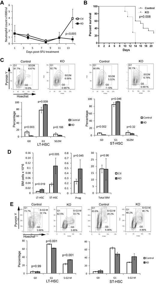 Figure 4. BM lacking Ott1 has defective recovery during hematopoietic stress and is accompanied by loss of quiescence in the HSC compartment. (A) Neutrophil counts from peripheral blood samples of Ott1flox/null Mx1-cre (KO) or littermates possessing a WT Ott1 allele (Ctl) 6 weeks after pIpC treated with a single dose of 5-FU (150 mg/kg). Open (Ctl) and closed (KO) boxes represent the mean value, and error bars represent SD (Ctl and KO, n = 4). (B) Kaplan-Meier survival curve of KO and Ctl mice injected with weekly 5-FU (150 mg/kg). P values were calculated using Mantel-Cox test (Ctl, n = 7; KO, n = 15). (C) Cell-cycle analysis of control and KO BM LT-HSC (Lin−Sca-1+c-Kit+ CD34−) and ST-HSC (Lin−Sca-1+c-Kit+CD34+) populations using Hoechst 33342/pyronin Y from panel A at 14 days after 5-FU treatment. Representative flow panels above. (D) Absolute BM cell numbers from mice in panel A of LT-HSCs (Lin−Sca-1+c-Kit+CD34−), ST-HSCs (Lin−Sca-1+c-Kit+CD34+), progenitors (Lin−Sca-1−c-Kit+), and total BM (BM; A) at 14 days after 5-FU treatment. Bars represent mean values, and error bars represent SD (Ctl and KO, n = 4). (E) Cell-cycle analysis of LT- and ST-HSC populations in BM from Ott1flox/null Mx1-cre (KO) or littermates possessing a WT Ott1 allele (control) 6 weeks after pIpC cultured in vitro in IL-3, IL-6, and SCF for 72 hours. Representative flow panels above. Graphs represent mean values, and error bars represent SD (Ctl and KO, n = 4).