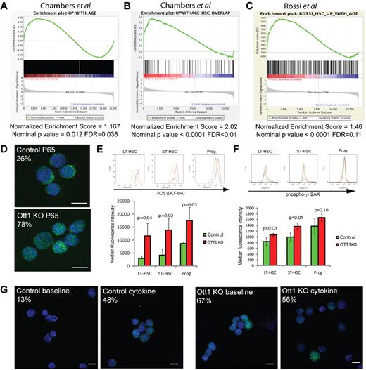 Figure 5. Ott1-deleted HSCs have a gene expression profile similar to aged HSCs with associated physiologic changes. (A-C) GSEA comparing genes up-regulated in sorted LSK cells from Ott1 KO mice compared with WT controls with published gene sets up-regulated in aged HSCs. (A) GSEA using Chambers et al17 1667 genes up-regulated with age in HSCs. (B) GSEA using a 79-gene subset of (A) restricted to genes expressed in HSCs versus whole BM.17 (C) GSEA comparing Ott1 KO LSK with Rossi et al aged HSC profile.35 (D) Localization of p65 NF-κB subunit. Cytospins of sorted control and Ott1 KO LSK cells were stained with rabbit anti-p65 and anti–rabbit-AF488 secondary antibody with DAPI nuclear stain. Cells were imaged by confocal microscopy. A minimum of 30 cells were assessed from each group, and the experiment was performed in duplicate. (E) MFI of DCF-DA–labeled cells from Ott1 KO and control BM. LT-HSCs (Lin−Sca-1+c-Kit+CD34−), ST-HSCs (Lin−Sca-1+c-Kit+CD34+), and progenitors (Lin−Sca-1−c-Kit+). Representative histograms of flow above. (F) Measurement of phospho–γ-H2AX levels in Ott1 and control LT-HSC, ST-HSC, and progenitor populations. Cells stained for intracellular phospho–γ-H2AX using phospho-specific antibody. Representative flow histograms above. Graph bars represent mean of MFI, and error bars represent SD. Control, n = 4; Ott1 KO, n = 3. (G) Phospho-p38Mapk staining of Ott1 KO and control LSK cells. KO or control BM as in panel A was either untreated (baseline) or grown 48 hours in IL-3, IL-6, and SCF (cytokine). Cytospins of sorted LSK cells were stained with anti–phospho-p38Mapk and AF488 secondary antibody and then imaged by confocal microscopy with DAPI nuclear counterstain. Minimum of 40 cells scored. White bar represents 10 μm.