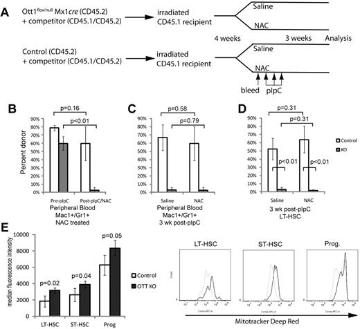 Figure 6. Ott1-deleted HSCs cannot be rescued with antioxidant treatment and have increased mitochondrial mass. (A) Schema for determining whether NAC is capable of rescuing the maintenance defect in Ott1-deleted HSCs. Unexcised CD45.2 Ott1flox/null Mx1cre and control BM were transplanted into lethally irradiated CD45.1 recipients in a 4:1 ratio with CD45.1/CD45.2 heterozygous WT competitor BM. Four weeks were allowed for stable engraftment; then the 2 cohorts of mice were each split into 2 arms and received either 200 mg/kg NAC or saline placebo intraperitoneally daily for the remainder of the experiment. After 3 days of NAC treatment, the mice were bled to assess baseline engraftment of donor marrow through CD45.1/CD45.2 ratios in the Mac1+/Gr1+ peripheral blood population and then treated with pIpC. At 3 weeks after pIpC, peripheral blood and BM were obtained to analyze chimerism. (B) Precentage of donor chimerism of peripheral blood neutrophils from mice transplanted with BM Ott1flox/null Mx1-cre (KO) or WT Ott1 (control) plus competitor pre-pIpC and after pIpC/NAC for 3 weeks. (C) Peripheral blood neutrophil donor chimerism at 3 weeks after pIpC of Ott1 KO and control donor treated with NAC or saline. (D) Precentage of donor chimerism of LT-HSC (Lin−Sca-1+c-Kit+CD34−) populations from Ott1 KO or control 3 weeks after pIpC and NAC or saline treatment. Donor identified by detection of CD45.2/CD45.2 markers by flow cytometry (n = 4). (E) MFI of Mitotracker deep red of Ott1flox/null Mx1-cre (Ott1 KO) or littermates possessing a WT Ott1 allele (control) 6 weeks after pIpC of LT-HSC (Lin−Sca-1+c-Kit+CD34−), ST-HSC (Lin−Sca-1+c-Kit+CD34+), and progenitor (Lin−Sca-1−c-Kit+) populations. Representative flow histograms at right. Control (gray line), n = 4; Ott1 KO (black line), n = 3. Graph bars represent mean values, and error bars represent SD.