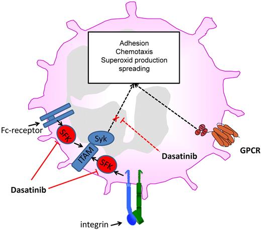 Dasatinib inhibits different neutrophil functions by blocking Src family kinases and downstream signaling.