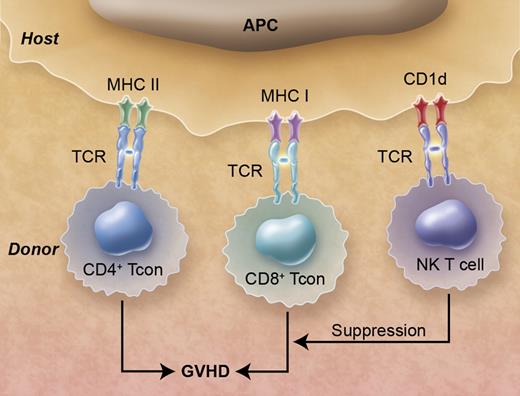 Donor natural killer (NK) T cells in hematopoietic cell transplants suppress graft-versus-host disease (GVHD) that is induced by donor CD4+ and CD8+ conventional T (Tcon) cells. The T-cell antigen receptors (TCR)s of the Tcon cells recognize class I and class II MHC receptors associated with peptides, and the NKT cells recognize CD1d receptors associated with glycolipids on the surface of antigen presenting cells (APCs). Professional illustration by Alice Y. Chen.