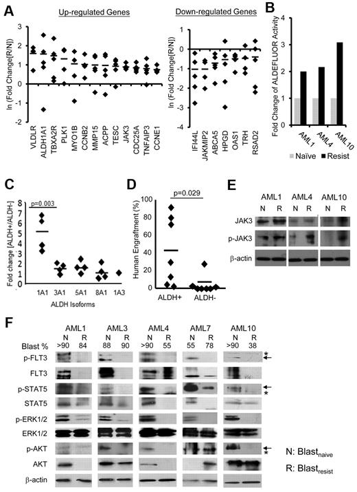 Figure 3. Differential gene expression between blastsnaive and blastsresist. (A) Confirmation of microarray data by Q-PCR. Genes associated with cell cycle progression (CCNB2 and CCNE1) and anti-apoptosis (TNFAIP3), and genes the functions of which in leukemogenesis were unknown (ALDH1A1, JAK3, MMP15) were up-regulated; whereas ABCA5, HPGD, and those involved in interferon pathway including IFI44L, OAS1, and RSAD2, were down-regulated in blastsresist. (B) Aldefluor activities were up-regulated by 2- to 3-fold in blastsresist in 3 patients from whom paired blastsnaive and blastsresist samples were available. (C) The CD34+ALDH+ population (of myeloblasts from patients not in this study) preferentially expressed ALDH1A1, as shown by Q-PCR. (D) CD34+ALDH+ population showed superior engraftment in NOD/SCID mice compared with CD34+ALDH− population at equal cell doses. (E) Western blot showing increase in total JAK3 and/or phosphorylated-JAK3 (p-JAK3) in 3 patients when the response to sorafenib was lost. Protein was extracted from CD34+CD33+ myeloblasts (F) Western blot of paired samples from 5 patients. Both total and phosphorylated (p) levels of FLT3 and STAT5 were down-regulated in blastsresist (R) compared with blastsnaive (N). ERK1/2 phosphorylation was specifically down-regulated in blastsresist. The changes in total and phosphorylated AKT proteins were variable. Total and phosphorylated AKT in blastsresist were decreased in AML1, AML3, and AML4 and increased in AML7. Total AKT protein was unchanged in AML10 but p-AKT was decreased. Arrows indicate specific and asterisks nonspecific bands. The numbers on top of the panel indicate the percentage of blasts in the clinical samples. Protein was extracted from LD cells. None of the samples have been cultured or manipulated ex vivo. At progression, or “resistance,” patients were given the therapeutic dosage of sorafenib, although the blood levels had not been measured.