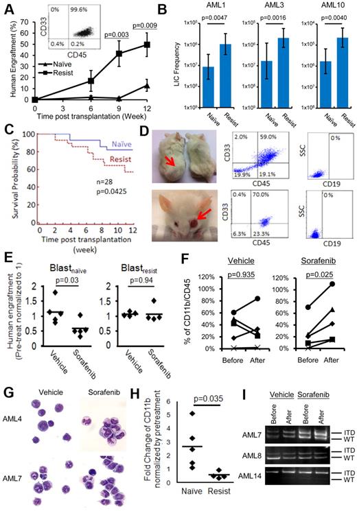 Figure 4. Recapitulation of the biologic differences between blastsnaive and blastsresist in NOD/SCID mice. (A) When transplanted at equal cell doses, blastsresist exhibited superior engraftment than blastsnaive, which was significant at 9 and 12 weeks after transplantation. The engrafting cells were all CD33+, consistent with the immunophenotype expected of AML. (B) Limiting dilution assays were performed, showing that the LIC frequencies in blastsresist were 12.0-, 12.2-, and 13.3-fold higher than those of blastsnaive in AML1, AML3, and AML10, respectively. (C) NOD/SCID mice transplanted with blastsresist exhibited inferior survivals than those of blastsnaive. All mice that died after 6 weeks after transplantation were confirmed to have > 90% human engraftment in the BM. Twenty-eight mice were transplanted with blastsnaive and another 28 with blastsresist. All mice were killed at 12 weeks after transplantation. (D) Two of 28 mice transplanted with blastsresist developed myeloid sarcoma in the body and the eye, with tumor cells being CD45+/CD33+/CD19−. (E) Sorafenib significantly reduced leukemia engraftment by blastsnaive but not blastsresist in NOD/SCID mice. Each point represented the result from one mouse (5 different experiments from paired samples from 3 patients AML4, 7, 8). (F-G) Sorafenib but not vehicle (DMSO in carboxymethylcellulose) treatment induced differentiation of engrafting cells, as indicated immunophenotypically (F) and morphologically (G). Nikon Eclipse E800M; eyepiece 10×; objective 40×; numerical aperture of objective lens 0.95; camera Nikon DS cooled camera head DS-5MC and DC camera control unit DS-L2; magnification of picture 400×; software for imaging processing Adobe Photoshop CS5 Extended Version 12.0.4x32. (H) Sorafenib had no effect on CD11b expression in mice engrafted with blastsresist. (I) PCR for FLT3-ITD in marrow cells from mice engrafted with blastsnaive. In all 3 cases, despite a reduced level of engraftment as shown in panel B after sorafenib treatment, the predominant FLT3-ITD clone persisted, which was also confirmed by quantitative analysis (supplemental Figure 4). Patient AML14 was not included in the clinical trial and has not been treated with sorafenib.