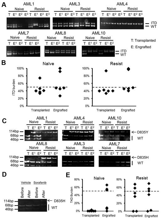 Figure 5. Hierarchical relationships of FLT3-ITD and D835 clones. (A) In all 6 cases, the predominant FLT3-ITD clones in blastsnaive and blastsresist were detectable in the LIC (the engrafted population). (B) Quantitative analysis of FLT3-ITD allelic burden in the engrafted LIC clone showed heterozygosity in 4 samples and homozygosity in 2 samples. (C) Allele specific enzyme digestion for D835 mutation was performed in both transplanted and engrafted blastsnaive and blastsresist. D835Y mutation was observed in the LIC population but not in the input blastsnaive in AML1, AML4, and AML10. The D835H mutation was not detectable in either transplanted or engrafted blastsnaive, in AML3 and AML7. In AML8, it was detectable in the input and engrafted blastsresist. In the blastsnaive, it was only 3% (Table 1). (D) When mice engrafted with blastsnaive from AML8 were treated with sorafenib, D835H mutation emerged. (E) Quantitative analysis of FLT3-D835 allelic burden confirmed the enrichment of the D835Y clone in the LIC population of blastsnaive in patients AML1, AML4, and AML10. No significant difference before and after transplantation was observed for blastsresist.