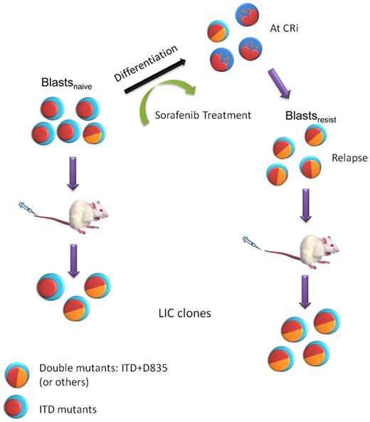 Figure 6. A model of clonal evolution of FLT3-ITD+AML during sorafenib treatment and NOD/SCID engraftment. Multiple clones were present in blastsnaive. Sorafenib induced differentiation in AML, leading to CRi. However, sorafenib resistant clones, in some cases carrying double FLT3-ITD and D835 mutations, emerged and leukemia relapse ensued, giving rise to blastsresist. These double-mutant clones could be further enriched in NOD/SCID mice because of their superior engrafting potential.