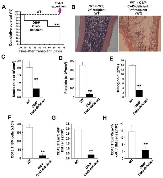Figure 2. OB/P Cx43 expression is required for progenitor-dependent radioprotection and serial transplantation engraftment of WT HSCs. (A) Survival curve of secondary recipients of WT hematopoiesis from WT (dashed line) or OB/P Cx43-deficient primary recipients (solid line), which had been transplanted with 1 × 106 WT BM cells (high dose). BM from primary recipient mice were pooled and transplanted into secondary recipients and analyzed. The remaining secondary recipient mice were killed on day 71 after transplantation and the experiment was terminated (arrow). (B) Representative micrographs (original magnification ×10; bar = 0.25 mm) of longitudinal femoral sections (H&E staining) of WT in WT secondary recipients and WT in OB/P Cx43-deficient secondary recipients. Migrographs were obtained with an Olympus CKX41, objectives ×10, ×40, and ×100. The images were acquired with a motican 2500 color camera (5.0 MPixel, USB2.0), Motich China Group Co Ltd, and processed using Motic Images Plus 2.0 software. (C-E) PB counts of control and WT hematopoiesis in OB/P Cx43-deficient secondary recipients on day 71 after transplantation. Empty bars represent data from WT controls; solid bars represent data from secondary recipients of WT hematopoiesis into OB/P Cx43-deficient hematopoiesis in primary recipients. (F-H) Quantification of BM cell populations from secondary recipients receiving WT chimeric BM from a primary recipient HM that was either WT (empty bar) or OB/P Cx43-deficient HM (solid bar). (F) Total CD45.1+ BM cellularity. (G) CD45.1+ Lin−/c-kit+ BM cells. (H) CD45.1+ LSK BM cells. Values shown are mean ± SEM n ≥ 5 mice per group (**P < .01).