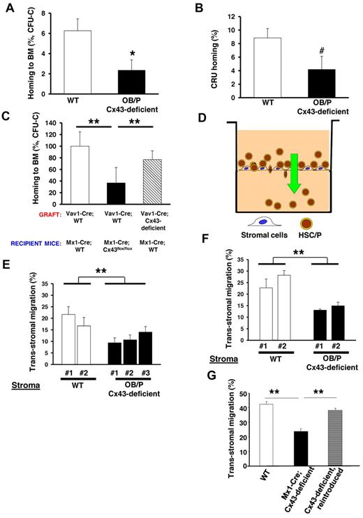 Figure 3. BM homing of WT hematopoietic progenitor cells (HPCs) is impaired in myeloablated OB/P Cx43-deficient mice. Impaired migration of HSC/Ps through irradiated Cx43-deficient stromal cell lines in a vitro assay. (A) Homing of BM CFU-C in the BM of either irradiated control (empty bar) or OB/P Cx43-deficient (solid bar) recipient mice at 16 hours after transplantation. A dramatic reduction in the ability of HPCs to home into the BM was seen when Cx43 is not expressed in the HM. (B) HSC homing assay in WT or OB/P Cx43-deficient mice. Graph represents homing (%) 3 hours after transplantation of CRUs as analyzed 20 weeks after transplantation into congenic recipients. The secondary recipients were injected with BM cells from primary WT or OB/P Cx43 deficient recipient mice that were previously transplanted with WT 25 × 106 CD45.1+ BM cells. Harvesting of BM cells from primary recipients was performed 3 hours after transplant. (C) Similarly to OB/P Cx43-deficient mice, homing of WT CFU-C to the BM of polyI:C treated Mx1-Cre-Cx43flox/flox mice was drastically reduced compared with homing of either WT or Cx43-deficient HSC/P into Mx1-Cre;WT mice at 16 hours after transplantation. Data represent n = 4 independent experiments with 5 mice per group and experiment. (D) Experimental scheme of the transstromal migration assay. LDBM cells were incubated on a monolayer of BM stromal cells previously layered on a transwell membrane. A Cxcl12 gradient was established from bottom to top of the transwell. (E-F) Transstromal migration of WT (E) or Cx43-deficient (F) HSC/Ps through WT or Cx43-deficient stromal cells. Migration of WT or Cx43-deficient HSC/Ps was similarly impaired when assayed in presence of WT or Cx43-deficient stromal cells. (G) Transstromal migration was restored on reintroduction of rat-Cx43 expression (gray bar) into Cx43-deficient stromal cell lines. Results from WT controls (empty bars) and mock-transduced, Mx1-Cre;Cx43-deficient stromal cells (solid bar) are also depicted. Data for homing experiments are shown as mean ± SEM of 3 independent experiments, with a minimum of 7 mice per group. Data for transstromal migration are shown as mean ± SEM n = 4 independent experiments (*P < .05; **P < .01; ***P < .001; #P = .08).