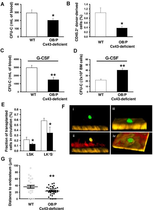 Figure 4. HSC/Ps are retained basally or after G-CSF administration, and located closer to the endosteum in the BM of nonmyeloablated OB/P Cx43-deficient mice. (A) PB CFU-C counts in WT (empty bar) and OB/P Cx43 deficient mice (solid bar). N = 4 independent experiments, n = 5 mice per group. (B) Percentage of chimerism in WT CD45.1+ lethally irradiated recipient mice, which were transplanted with a mixture of 5 × 105 WT CD45.1+ BM cells (competitor cells) and 400 μL PB from CD45.2+ WT or OB/P Cx43-deficient donors. N = 2 independent experiments, n = 5 mice per group. (C) Count of circulating HSC/Ps after G-CSF administration in WT and OB/P Cx43-deficient mice. N = 3 independent experiments, n = 5 mice per group. (D) Hematopoietic progenitor content of BM of G-CSF treated WT and OB/P Cx43-deficient mice. N = 3 independent experiments, n = 5 mice per group. (E) Nonirradiated WT or OB/P Cx43-deficient mice were transplanted with WT BM-EGFP+ cells. Percentage of EGFP+ LSK and LK+S− cell populations, determined by flow cytometry, in the PB 16 hours after transplantation. N = 2 independent experiments, n = 7-8 mice per group. Data are shown as mean ± SEM. (F-G) In vivo imaging using multiphoton microscopy technique of transplanted CFSE-labeled hematopoietic progenitors (Lin−c-kit+ BM cells average n > 25) clustered closer to the endosteum in OB/P Cx43-deficient mice than in controls (empty circles; n = 2 independent experiments). HSC/Ps were stained with CFSE directly after isolation and transplanted into WT or OB/P Cx43-deficient mice. After 24 hours intravital multiphoton imaging was performed in the tibiae of the recipient animals. (F) HSC/Ps (displayed in green) located distantly from the bone (brown, detected by its SHG signal) in the tibia of a WT recipient. (ii) In addition, the blood vessels could be detected after an intravenous injection of rhodamine-dextran (displayed in red). IVM was performed using a Zeiss LSM-710 microscope with simultaneous detection via external nondescanned detectors and Zeis ZEN software (2009 release). Illumination was performed at 800 or 850 nm using a MaiTai TiSa laser via a 20× water-dipping Ins with 1.0 NA. Images were recorded every 60 seconds. Raw data were reconstructed using Volocity 4.0 software (PerkinElmer/Improvision). The dimensions of the original Z-stack were: X = 85.53 μm; Y = 85.53 μm; and Z = 108 μm. The image resolution (XYZ) was 512 × 512 × 28 μm. The pixel size was 0.167 μm in X and Y and 4 μm in Z. (iii) HSC/Ps (displayed in green) in close contact to the endosteum (brown, detected by its SHG signal) in the tibia of an OB/P Cx43-deficient mouse. (iv) After an injection of rhodamine-dextran also the blood vessels could be detected (displayed in red). The dimensions of the original Z-stack were: X = 227.36 μm and Y = 227.36 μm; Z = 92 μm. Image resolution (XYZ) was 512 × 512 × 28 μm. One pixel in X and Y are equivalent to 0.445 μm and in Z = 4 μm. (G) Distance to endosteum of individual HSC/P analyzed in vivo. Transversal bars denote mean ± SEM (*P < .05; **P < .01).