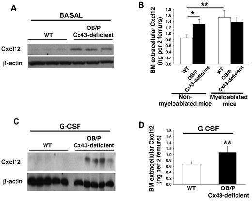 Figure 5. Cxc12 expression and secretion are increased in OB/P Cx43-deficient BM. (A-C) Western blot of whole BM lysates analyzed for Cxcl12 expression basally (A) and after G-CSF administration (C). (B-D) Extracellular BM Cxcl12 levels determined by ELISA in WT and OB/P Cx43-deficient BM from steady-state and lethally irradiated mice (16 hours after irradiation; B) and in nonmyeloablated mice after G-CSF administration (D). Empty bars represent control (WT) values and solid bars represent OB/P Cx43-deficient values. Data are shown as mean ± SEM of 3 independent experiments with a minimum of 5 mice per group (*P < .05; **P < .01).