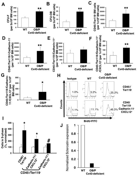 Figure 6. Cx43 regulates the cellular composition in nonmyeloablated BM. (A-B) Content of BM mesenchymal (CFU-F; A) and osteoblastic progenitors (CFU-OB; B) in BM of WT and OB/P Cx43-deficient mice. (C-E) Quantification of immunophenotypically identified nonhematopoietic cells (C) and cadherin-11 negative (D) or positive (E) subpopulations. (F-G) OB/P-Cx43–deficient mice showed an increased number of Cxcl12+ cells among both CD45−/Ter119−/cadherin-11+ and CD45−/Ter119−/cadherin-11− cell subpopulations. (H) Representative example of flow cytometry analysis of 5-bromo-2'-deoxyuridine (BrdU+) cells on different mesenchymal cell subpopulations. (I) In vivo proliferation of BM CD45−/Ter119− and Cxcl12+ mesenchymal cells. (J) Normalized RNA expression of sclerostin in cortical bones from WT or OB/P Cx43-deficient mice. Results for sclerostin expression are presented as average of 2 mice per group where expression was analyzed in femora, tibiae, and pelvic cortical bones. Empty bars present control data; solid bars represent data from OB/P Cx43 deficient mice. Analysis of OB/P populations are shown as mean ± SD. N = 3 different experiments n = 6 mice per group (*P < .05; **P < .01).