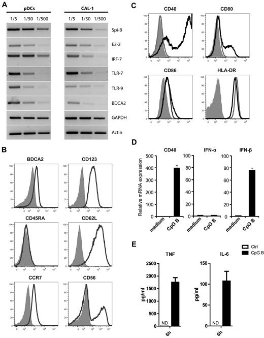 Figure 1. CAL-1 cells closely resemble primary pDCs. (A) The leukemic pDC cell line CAL-1 expresses transcripts commonly present in freshly isolated primary pDCs, including Spi-B, E2-2, IRF-7, TLR-7, TLR-9, and BDCA2 as shown by semiquantitative RT-PCR. The housekeeping genes GAPDH and actin are shown as loading controls. (B) Flow cytometric analysis of CAL-1 cells after staining with antibodies directed against the cell surface markers BDCA2, CD123, CCR7, CD45RA, CD62L, and CD56 (black lines). Isotype control stainings are shown as gray filled histograms. (C) Surface expression of the costimulatory molecules CD40, CD80, CD86, and HLA-DR was measured by flow cytometry on unstimulated CAL-1 (gray lines) and after 20 hours stimulation with CpG-B (black lines; isotype control stainings are shown as gray filled histograms). (D) CAL-1 cells were stimulated for 4 hours with CpG-B or left unstimulated in medium only, and gene expression levels of CD40, IFN-α and IFN-β1 were measured in stimulated versus unstimulated cells by qPCR. (E) CAL-1 cells were cultured in the presence of CpG-B or medium for 6 hours. Culture supernatants were analyzed for the presence of TNF-α and IL-6 by cytokine bead array analysis. ND indicates not detectable (below detection sensitivity of the assay of 4 pg/mL).