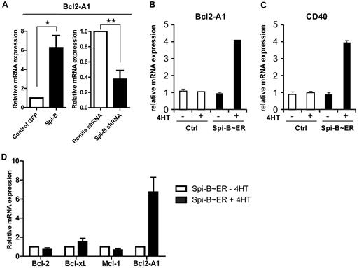 Figure 3. Expression of Bcl2-A1 is regulated by Spi-B. (A) CAL-1 cells were transduced with vectors expressing Spi-B cDNA, Spi-B shRNAs or appropriate control vectors and sorted for GFP expression after 48 hours. Bcl2-A1 mRNA expression levels were measured by qPCR in 3 independent experiments. Values are normalized to control transduced cells (*P < .05; **P < .01). (B-C) Short term induction of Spi-B using Spi-B∼ER transduced cells incubated with (black bar) or without (white bar) 4HT after pretreatment with cycloheximide to avoid de novo protein synthesis. Bcl2-A1 (B) and CD40 (C) mRNA expression levels were measured by qPCR. Values were normalized to control transduced cells incubated without 4HT. (D) mRNA levels of antiapoptotic genes of the Bcl2 family were measured by QPCR in Spi-B∼ER–transduced CAL-1 cells after 4 hours of incubation in the presence (black bars) or absence (white bars) of 4HT. Values were normalized to transduced cells incubated without 4HT.