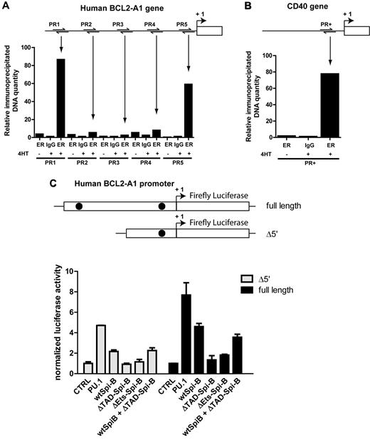 Figure 4. BCL2-A1 is a direct target of Spi-B. (A) Binding of Spi-B to the BCL2-A1 promoter region (3.2 kb) was assessed by ChIP of the Spi-B∼ER fusion protein using an anti-ER antibody or irrelevant IgG control antibody (IgG) in CAL-1 cells incubated with or without 4HT. Pulled down DNA was purified and amplified using 5 different primer sets (PR1-PR5). (B) ChIP analysis of the known binding region of Spi-B to the CD40 promoter region was used as a positive control using the PR+ primer set. One representative ChIP experiment of 4 is depicted. (C) Setup of the dual luciferase assay is shown on top. The full-length region of the BCL2-A1 promoter containing the 2 Spi-B binding sites (black dots) or lacking the 5′ Spi-B binding site (Δ5′) were subcloned into the pGL3-firefly luciferase backbone. Full-length or Δ5′ reporter constructs were cotransfected in 293T cells with vectors expressing the wild-type Spi-B cDNA (wtSpi-B) or mutated cDNAs of Spi-B, either lacking the transactivation domain (ΔTAD) or the Ets domain (ΔEts). Firefly luciferase activity was normalized to renilla reniformis luciferase activity for transfection efficiency. Then, firefly/renilla activity was normalized to control (empty vector), which was set to 1.