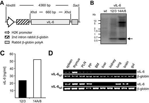 Figure 1. Generation of vIL-6 transgenic mice. (A) Schematic illustration showing the genetic organization of the vIL-6–expression cassette used for the pronuclei injection of fertilized mouse eggs (p167/2-H2-vIL-6-myc-opt). (B) Southern blot of DNA from 2 founder vIL-6 transgenic mice, 12/3 and 14A/8, using a radiolabeled probe to the complete vIL-6 cDNA. Arrow indicates expected size. (C) Determination of vIL-6 serum concentrations of transgenic founder mice by ELISA. (D) RT-PCR analysis of vIL-6 and β-actin (loading control) expression in various tissues from 2 independent vIL-6 transgenic mouse strains fully backcrossed onto the C57BL/6 genetic background. PP indicates Peyer patches; and BM, bone marrow.