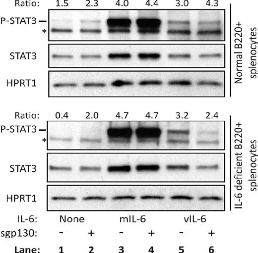 Figure 6. vIL-6–mediated signaling in mouse splenic B cells can only be inhibited in the absence of endogenous IL-6. Western blot for STAT3 tyrosine-705 phosphorylation (P-STAT3), total STAT3, and HPRT1 (loading control) from primary B cells isolated from normal (wt) or IL-6–deficient mice before treatment with or without mIL-6 (5 ng/mL), vIL-6 (500 ng/mL), or the trans-signaling inhibitor sgp130Fc (5 μg/mL) as indicated, for 18 hours. Ratio of P-STAT3 to total STAT3 to HPRT1 band intensities is given. *Nonspecific bands.