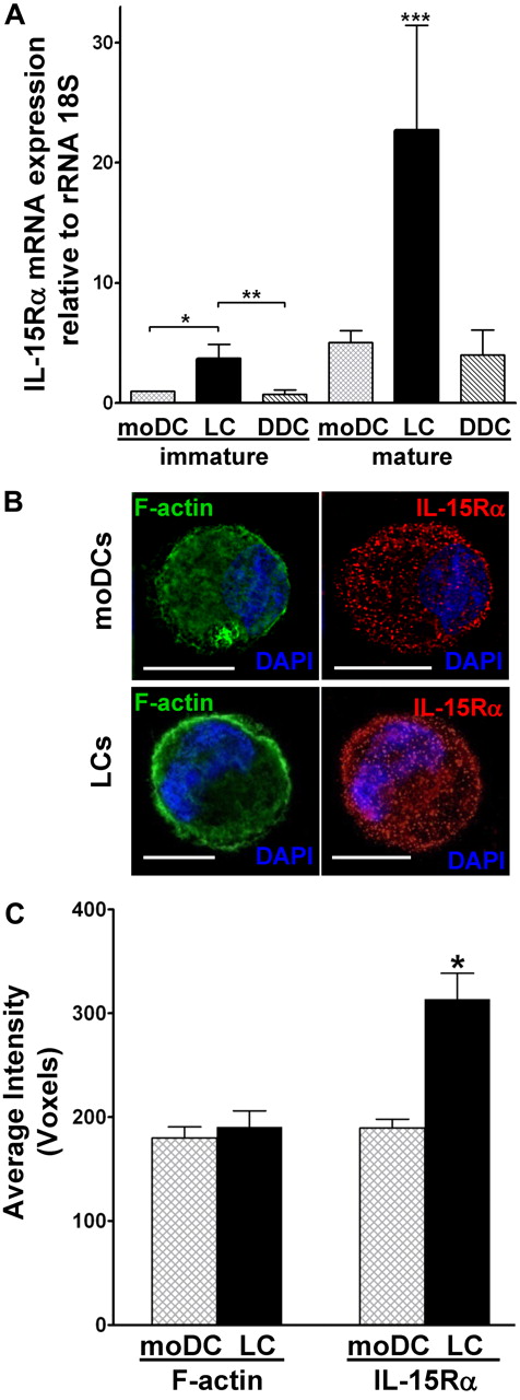 Figure 2. Mature CD34+ HPC-derived LCs express the highest levels of IL-15R-α among all conventional DC subtypes. (A) Highly purified populations of cytokine-generated, immature and mature moDCs, CD34+ HPC-derived LCs, and CD34+ HPC-derived DDC-IDCs underwent quantification of IL-15R-α mRNA by real-time RT-PCR. Values were normalized to the housekeeping gene 18S rRNA subunit. Data represent the averages of quadruplicate means ± SEM from 3 independent experiments. *P = .019, immature LCs vs immature moDCs. **P = .0005, immature LCs vs immature DDC-IDCs. ***P = .01, mature LCs vs all other DC subtypes. (B) Cytocentrifuged, fixed, and permeabilized mature moDCs and LCs were stained with polyclonal anti–IL-15R-α followed by rhodamine Red-X–conjugated donkey anti–goat IgG (red). F-actin control was stained by bodipy-conjugated phallacidin (green), and nuclear DNA was stained with 4,6-diamidino-2-phenylindole (DAPI; blue). Cells were examined by immunofluorescent microscopy. Scale bars represent 10 μm. (C) At least 20 cells in randomly selected fields from each experiment were evaluated to calculate the average voxels, which represent digitalized 3-dimensional image data. Shown in the bar graph are the averaged replicate means from 3 independent experiments ± SEM. *P = .0014 for IL-15R-α. P = not significant for F-actin.