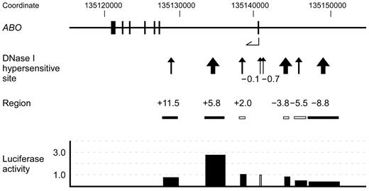 Figure 1. A map of the 35-kb region of genomic DNA in and upstream of the human ABO gene. The top diagram indicates the ABO gene exons 1-7 as represented by vertical lines with coordinates in hg18. The second diagram from the top indicates DHSs that were constructed through Washington digital DNase genomic footprinting on the UCSC genome browser. DHSs are denoted by arrows and contiguous DHSs are integrated into one site and represented by a thick arrow. These DHSs are referred to as −8.8, −5.5, −3.8, −0.7, −0.1, +2.0, +5.8, and +11.5. The third diagram from the top indicates the locations of DNA fragments that were obtained by PCR amplification or restriction enzyme digestion of human genomic clone HG-1, followed by subcloning upstream of the ABO proximal promoter in reporter plasmids. The solid boxes represent PCR amplicons and the clear boxes indicate the genomic DNA fragments from the HG-1 clone. Transient transfection into K562 cells was performed using 2.5 μg of firefly luciferase reporter plasmid and 0.01 μg of pRL-SV40 Renilla luciferase reporter vector for each analysis. The diagram at the bottom shows the activities of individual reporter plasmids, in which the activity of reporter plasmid SN containing the promoter was assigned an arbitrary value of 1.0, indicated by a clear box. The results are expressed as an average of the relative activity observed. The mean values were calculated from more than 3 independent experiments. DNA regions −8.8, +5.8, and +11.5 were inserted upstream of the promoter sequence in both directions, and luciferase activity is expressed as the average activity of reporter plasmids in which the same DNA fragment was inserted in either direction.