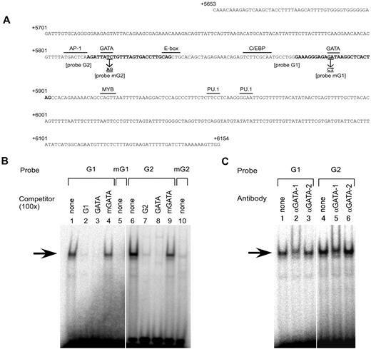 Figure 4. GATA-1 specifically binds to 2 GATA motifs in subregion C. (A) Nucleotide sequence of subregion C. The sequence from position +5653 to +6154 is shown relative to the ATG translation start site of ABO. The sequence was derived from the genomic DNA of K562 cells (JN863720). The motifs for several relevant transcription factors and the E-box are indicated by over bars. The sequences typed in bold indicate the oligonucleotides G1 and G2 used in EMSA. The positions and identities of the mutations in the GATA motifs used in the EMSA and transfection experiments are represented by underlining and arrows. (B) Oligonucleotides derived from subregion C bind a nuclear protein. EMSAs were performed using the nuclear extracts from K562 cells. DNA-protein interaction was investigated using radiolabeled probes G1 and G2 in the presence or absence of a 100-fold molar excess of competing unlabeled oligonucleotides (lanes 1-4 and 6-9). Oligonucleotides GATA and mGATA represent a GATA consensus oligonucleotide and a mutant oligonucleotide containing “GA” to “CT” substitutions within the GATA motif, respectively. Mutated versions of oligonucleotides G1 and G2 and mG1 and mG2, respectively, were used as radiolabeled probes (lanes 5 and 10). The major shifted complex is indicated by an arrow. (C) Anti–GATA-1 Ab diminishes the DNA-protein complex. The nuclear extracts prepared from K562 cells were preincubated with anti–GATA-1 Ab (N6) or anti–GATA-2 Ab (CG2-96) before the addition of the radiolabeled probes.