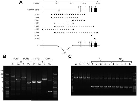 Figure 6. A partial deletion of intron 1 involving the regulatory element is found in genomic DNAs derived from persons with Bm. (A) Schematic representation of the genomic organization of the human ABO gene, locations of the erythroid cell–specific regulatory element, PCR-amplified fragments, and a partial deletion of intron 1 in the Bm allele. The top diagram indicates ABO exons 1-7 as solid boxes. It is noteworthy that the direction of ABO is opposite of that in Figure 1. The clear box indicates the location of the erythroid cell–specific regulatory element. Positions are indicated relative to the ATG translation start site in exon 1. PCR-amplified fragments in PCR1-PCR9 are indicated by broken lines, and the primers used are represented as thick lines at both ends of individual broken lines. The relationship between the PCR amplifications and primers used is shown in Table 3. Deleted nucleotides in intron 1 of the Bm allele are indicated by a V-shaped segment. (B) A partial deletion of intron 1 was found in genomic DNA derived from a person with Bm. PCR1-PCR4 were carried out with genomic DNAs derived from persons with B and Bm using various sets of primers, followed by electrophoresis through 0.5% agarose gel and staining with ethidium bromide. Gene Ladder Wide 2 (Nippon Gene) was used as a molecular size marker. (C) Partial deletion found in genomic DNAs obtained from 10 persons with Bm or ABm. PCR4 amplifications were carried out using genomic DNAs derived from persons with A, B, O, AB, Bm, and ABm, followed by electrophoresis through 0.5% agarose gel and staining with ethidium bromide. Representative PCR products from 10 persons with Bm or ABm are displayed. The shorter PCR4 products obtained from those persons were sequenced, confirming that the deletion was located between +5137 and +10914.