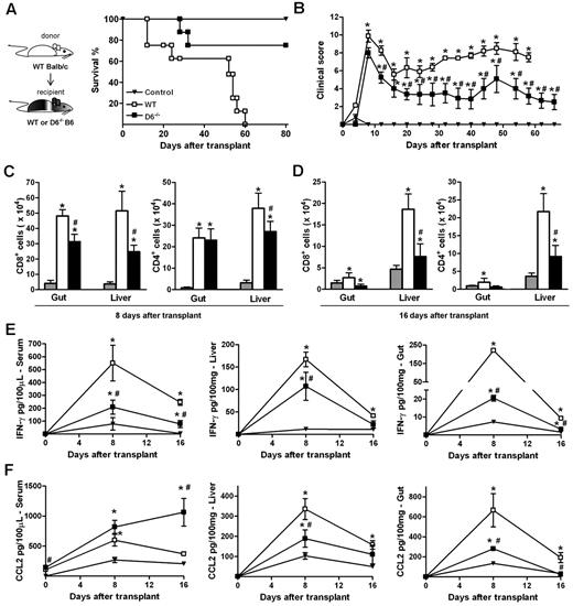 Figure 6. D6−/− mice are partially protected from fully mismatched GVHD. (A) Survival curves and (B) clinical scores of WT (□) or D6−/− (■) B6 mice treated with BM and WS cells from BALB/c mice after myeloablation. Control mice (▾) are B6 recipients treated with syngeneic BM and WS. Data are representative of 2 independent experiments (n = 8 mice/group). (C-D) Absolute number of CD8+ and CD4+ cells in gut and liver of mice killed at day 8 and day 16 after transplantation in control group (gray bar), WT (white bar), and D6−/− (black bar) B6 recipients. Concentration of mIFN-γ (E) and mCCL2/JE (F) in serum, liver, and gut of control (▾), WT (□), and D6−/− (■) B6 recipients. Data are mean ± SD of 2 independent experiments (n = 10 mice/group). *P < .05, D6−/− or WT mice versus control mice. #P < .05, D6−/− versus WT mice.