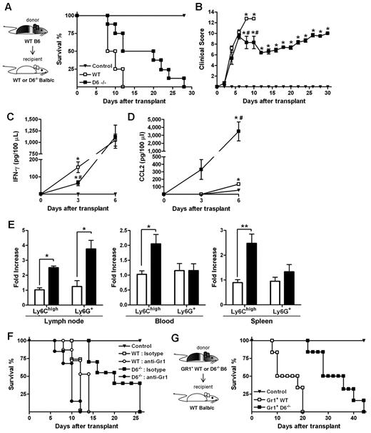 Figure 7. Role of D6−/− Gr1+ cells in GVHD protection. (A) Survival curves and (B) clinical scores of WT (□) or D6−/− (■) BALB/c mice transplanted with BM and WS taken from WT B6. Serum level of mIFN-γ (C) and mCCL2/JE (D) measured at day 3 and day 6 after transplantation (2 independent experiments, n = 6 mice/group). Data are mean ± SD. *P < .05, D6−/− and WT versus control mice. #P < .05, D6−/− versus WT mice. (E) Fold increase of absolute number ± SD of CD11b+/Ly6Chigh and CD11b+ Ly6G+ cells of D6−/− (black bar) mice versus WT (white bar) BALB/c recipients (2 independent experiments, n = 6 mice/group). *P < .05, D6−/− versus WT mice. **P < .005, D6−/− versus WT mice. (F) Survival curves of WT (open symbols) or D6−/− (closed symbols) BALB/c mice transplanted with BM and WS taken from WT B6, treated with isotype (squares) or anti-Gr1 (circles). (G) WT BALB/c transplanted with BM and CD3+ cells taken from WT B6, treated with CD11b+/Gr1+ cells from WT (□) or D6−/− (■) B6 mice. In all experiments, control mice (▾) were transplanted with syngeneic BM and WS. Data are representative of 2 independent experiments (n = 8 mice/group).