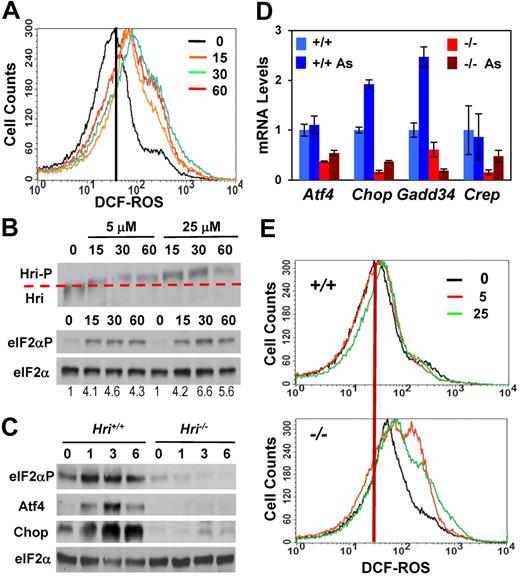 Figure 1. Induction of the Hri-eIF2αP-Atf4 signaling pathway and protection against oxidative stress in FL erythroblasts. (A) ROS levels. Hri+/+ FL cells were treated with 25μM sodium arsenite. At times indicated, cellular ROS levels were measured by DCF fluorescence. (B) Hyperphosphorylation and activation of Hri. Hyperphosphorylation of Hri was examined by the slower migration in SDS-PAGE. eIF2α was used as a loading control. (C) Induction of the Hri-dependent Atf4 signaling pathway. Cells were treated with 5μM As. At times indicated, samples were analyzed for expression of eIF2αP, Atf4, Chop, and eIF2α proteins. (D) Relative expression of mRNAs of the Hri-Atf4 signaling pathway components. Atf4, Chop, Gadd34, and Crep mRNA levels from FL cells treated with 5μM As for 3 hours were analyzed by qPCR. Expression of each of the mRNA in untreated Hri+/+ cells was defined as 1. Data are presented as mean ± SD (n = 3). P values denote the comparison between arsenite-treated Hri+/+ and Hri−/− samples; P < .001 for Atf4 and Gadd34; P < .005 for Chop. (E) ROS levels. Hri+/+ and Hri−/− FL cells treated with 5 or 25μM arsenite for 9 hours before ROS measurement.
