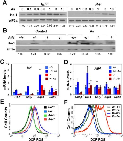 Figure 2. Hri and Atf4 dependent induction of antioxidant genes. (A) Hri-dependent Ho-1 protein expression. Hri+/+ and Hri−/− FL cells were treated for 5 hours with increasing concentrations of arsenite as indicated. (B) Atf4-dependent Ho-1 protein expression. Atf4 +/+, +/−, and −/− FL cells were treated with 5μM arsenite for 3 hours. (C-D) Relative expression of mRNA of antioxidant genes. Hri+/+, Hri−/−, Atf4+/+, and Atf4−/− FL cells were treated with 5μM arsenite for 3 hours. mRNA levels of treated and untreated cells were analyzed by qPCR. Data are presented as mean ± SD (n = 3). P values denote the comparison between arsenite-treated Hri+/+ and Hri−/− samples; P < .01 for Ho-1 and Nqo1, P < .05 for Gstμ, and P = .06 for Sod2; or between the comparison of arsenite-treated Atf4+/+ and Atf4−/− samples; P < .005 for Chop, P < .05 for Ho-1, P < .001 for Nqo1. (E) Elevated ROS levels in Hri−/− and Atf4−/− RBCs upon H2O2 treatment. Blood samples were treated with 50μM H2O2. (F) ROS levels in RBCs of Hri+/+ (wt) and Hri−/− (Ko) mice in iron deficiency.
