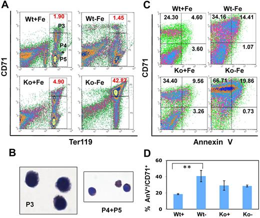 Figure 3. Inhibition of erythroid differentiation of Hri−/− mice during iron deficiency and apoptosis of splenic Ter119+ erythroblasts in iron deficiency. (A) Erythroid differentiation of the spleen of Hri+/+ and Hri−/− adult mice maintained on a normal diet or an iron-restricted diet. (B) Benzidine-Giemsa–stained cells from sorted P3 and P4+P5 populations. Images were taken with 40× objective using Leitz microscope equipped with Pixelink digital imaging system. (C) Density plots of apoptosis of Ter119+ erythroblasts. Splenic Ter119+ erythroid cells were gated first. Apoptosis of these cells was then analyzed by their CD71 expression and AnV binding. (D) Quantitation of percentages of AnV+ cells in CD71+Ter119+ cells only. Data are presented as mean ± SD (n = 3 for each group of mice; **P < .01).